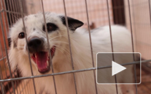 Дикие лисы угрожают петербуржцам