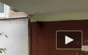 Дом на улице Ветеранов кишит крысами