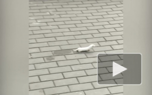 На Парашютной улице петербуржцы заметили белую ласку