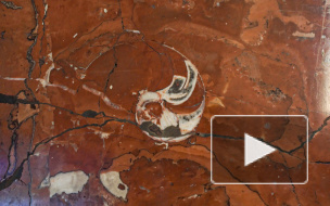 Как найти окаменелости в городе: 5 лайфхаков от создателя "Палеогорода"