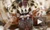 Видео: Огромный паук звонил всю ночь в дверь австралийцу и не давал спать 