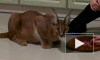 В Москве украли редкого котенка-рысенка: стоимость пропажи — 400 тыс руб