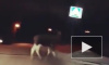 В Юнотолово лось научился перебегать через дорогу в положенном месте