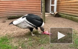 Ленинградский зоопарк показал самку андского кондора Еву