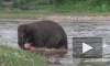 Храбрый слоненок бросился спасать из бурной реки человека и стал героем интернета