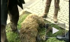 Семилетний сын Стерлигова зарезал барана в центре Москвы для Курбан-байрама