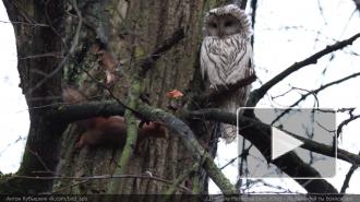 Петербуржцам показали игру совы и белки