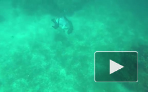 Видео: На Багамах акула укусила дайвера за голову