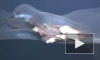 Видео: Агрессивное морское чудище обнаружено в океане