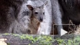 В Московском зоопарке родился детеныш небольших кенгуру