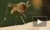 Ученый сообщил о возможном исчезновении комаров из-за теплой зимы