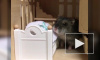 Забавное видео: самостоятельный хомяк заправляет за собой кровать