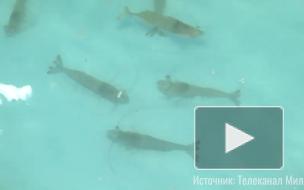 В Крыму открыли первый в Европе инкубатор по выращиванию мальков креветки