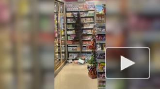 Огромный варан распугал посетителей супермаркета в Таиланде