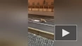 Гулявшая по Английской набережной лиса попала на видео