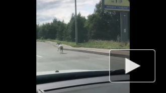 На окраине Петербурга нашли баранов, спасшихся от Курбан-Байрама