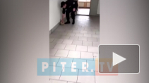 Видео: в Петербурге охранник института ударил об пол беременную кошку 
