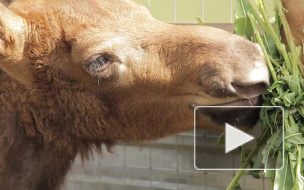 Горе-зоозащитники отняли лосят у матери и смертельно отравили их 