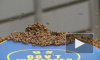 Видео из Нью-Йорка: Более 30 тысяч пчел облюбовали палатку с хот-догами на Таймс Сквер