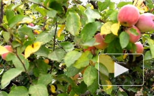 Педиатр: детям нельзя давать более одного яблока в день