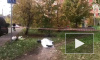 Следком опубликовал видео с места убийства следователя по особо важным делам Евгении Шишкиной