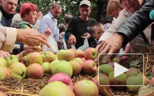 Яблочный спас в 2014 году отпразднуют погоней за мухами, поеданием освященных фруктов, гаданиями на любовь