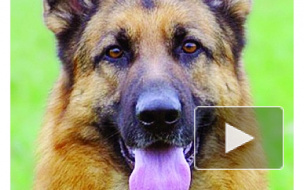 Полицейские собаки Петербурга пока что останутся бездомными