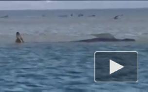 В Австралии на берег выбросились около 300 дельфинов - гринд 