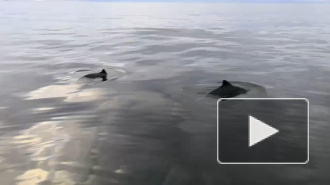 Россиянин отправился порыбачить и заснял на видео танец двух дельфинов