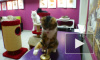 В сети появилось видео кота-математика из Петербурга: животное считает в уме