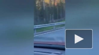 Видео: медвежонок пробежал на фоне радуги в Приозерском районе