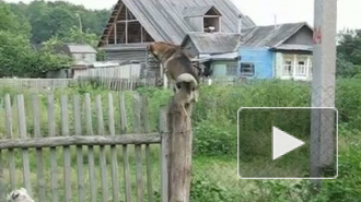 Собака-залезака