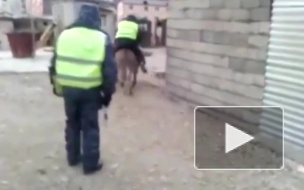 Осел похитил инспектора ГИБДД в Махачкале: видео набрало сотни тысяч просмотров