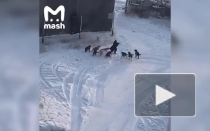 В Якутске ловят безнадзорных собак, напавших на женщину
