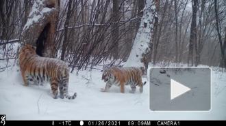 Фотоловушки в заказниках ЕАО запечатлели жизнь "президентских" тигров