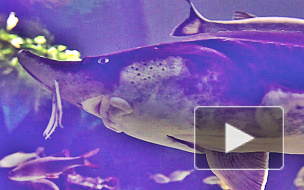 Голодных пираний кормили прямо на глазах у шокированных петербуржцев