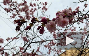 В Петербурге цветущая сакура заставляет прохожих нарушать карантинные меры