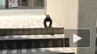 В сети появилось видео с мускулистой вороной-"гориллой"