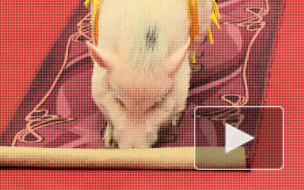 Ковровую дорожку выставки товаров для животных разворотила свинья