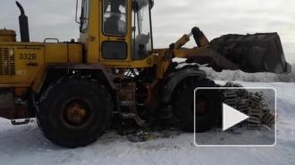 Видео: более тонны польских груш раздавили бульдозером в Петербурге