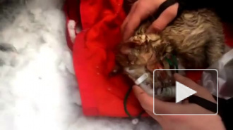 Трогательное видео облетело соцсети: Спасатели и ветеринары спасли кота после пожара
