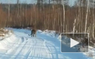 Приморье: видео о свободно разгуливающем амурском тигре вблизи людей взорвало интернет