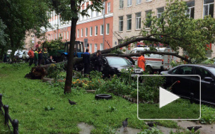 Рухнувшее дерево раздавило машину на Васильевском острове