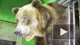 В Ленинградском зоопарке умерла старейшая медведица Варвара, ей было 36 лет