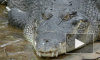 В Праге на улице нашли дохлого крокодила