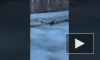 Видео: на канале Грибоедова неизвестный решил пробежаться по льду 