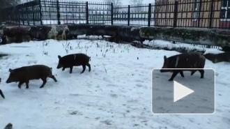 Жители Волхова сняли на видео "суперсвиней", которые забрели в город