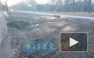 Видео: петербуржцы пожаловались на бессмысленную вырубку деревьев в Красносельском районе