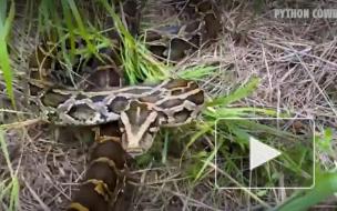 Кровавая битва мужчины с гигантской смертоносной змеей попала на видео