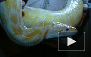 Петербургский питон обещает в 2013 году мир и добро